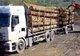 Tăiere ilegală și furt de arbori la Borșa