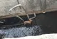 FOTO/VIDEO Căprioară salvată de pompieri