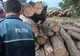 Noua METODĂ de furat lemne din pădurile României: Ce au descoperit inspectorii Gărzii Forestiere