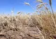 PER: Vrem sa vedem premierul, pe ministrul agriculturii şi prefectii preocupati de subiect! Schimbarile climatice ne-au adus in acest punct de rationalizare a apei...