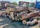 Controale la societăţile ce au ca obiect de activitate depozitarea şi comercializarea materialelor lemnoase