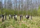 De ”Ziua Pământului” , jandarmii sătmăreni au plantat 400 de puieți de stejar și frasin