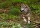Comisia Europeană nu mai vrea „protecție strictă” pentru lupi. Ceartă între crescătorii de animale și activiștii de mediu