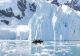 Temperatură record în Antarctica: Peste 20 grade Celsius