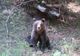 Alertă în staţiunile de pe Valea Prahovei din cauza urșilor