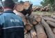 Material lemnos de peste 200.000 de lei, descoperit fără acte la o firmă din Neamț